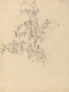 Studio di Foliage