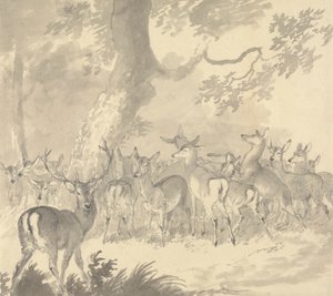 Studio di un cervo: cervo in primo piano con un gruppo di cerve e cerbiatti sotto un albero