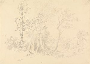 Studio di un agrifoglio da Robert Hills