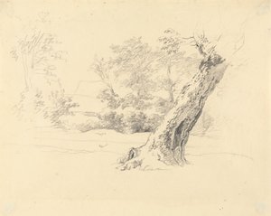 Studio di un albero da Robert Hills