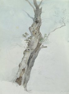 Studio di albero, c.1800-05 da Robert Hills