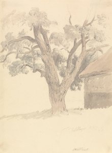 Albero di noce da Robert Hills