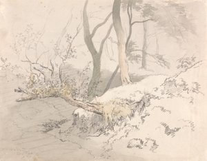 Ombra del Bosco da Robert Hills