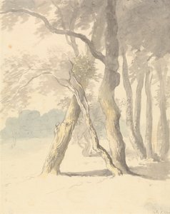 Studio del bosco