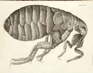 Sezione trasversale di una pulce da Micrographia, pub. 1665 da Robert Hooke