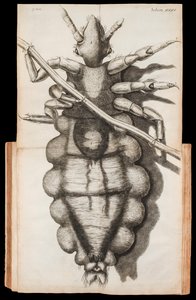 Illustrazione pieghevole di un pidocchio su un capello da 