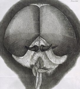 Mosca grigia, osservazione XXXIX da Micrographia di Hooke, 1664 da Robert Hooke