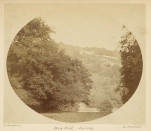Box Hill, Surrey da Robert Howlett