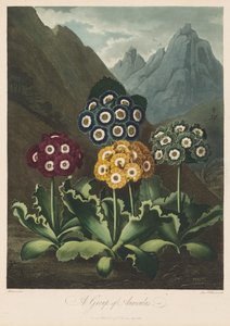 Il Tempio di Flora, o Giardino della Natura: Un gruppo di auricole da Robert John Thornton