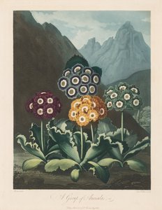 Il Tempio di Flora, o Giardino della Natura: Un Gruppo di Auricole da Robert John Thornton