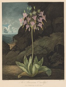 Il tempio di Flora, o Giardino della Natura: La primula americana da Robert John Thornton