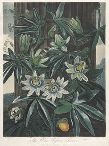 Il Tempio di Flora, o Giardino della Natura: Il Fiore della Passione Blu, 1800 da Robert John Thornton