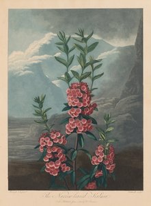 Il Tempio di Flora, o Giardino della Natura: Il Kalmia a foglia stretta, Alloro di montagna, 1804 da Robert John Thornton
