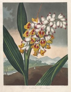Il Tempio di Flora, o Giardino della Natura: Il Renealmia Pendente da Robert John Thornton