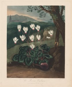Il Tempio di Flora, o Giardino della Natura: Il ciclamino persiano da Robert John Thornton