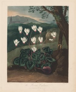 Il tempio di Flora, o Giardino della Natura: Il ciclamino persiano, 1799-1807 da Robert John Thornton