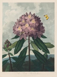 Il Tempio di Flora, o Giardino della Natura: Il Rododendro Pontico