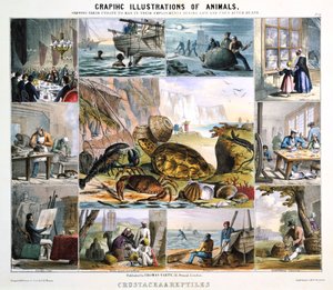 Crostacei e rettili, c1850