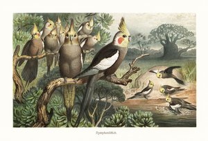 Stormo di calopsitte, Nymphicus hollandicus, presso una pozza d