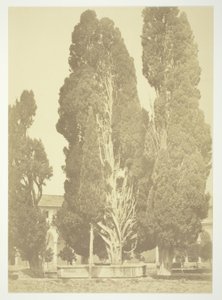 Senza titolo (Alberi a Roma)