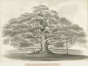Blithfield - Quercia di Bagot