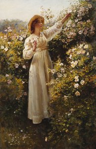 Rosa Selvatica da Robert Payton Reid