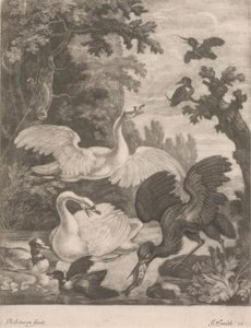 Uccelli acquatici da Robert Robinson