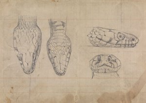Studio della testa di un serpente
