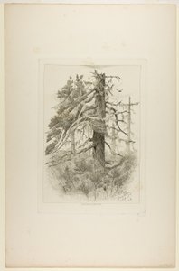 Vecchi alberi a Naushon Island da Robert Swain Gifford