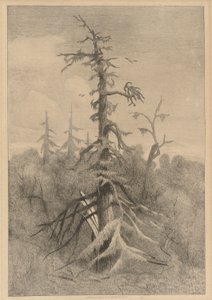 Vecchi alberi sull