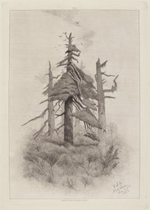Vecchi alberi a Naushon Island [tavola 2] da Robert Swain Gifford