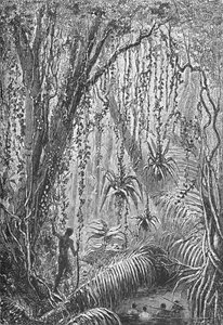 Foresta brasiliana