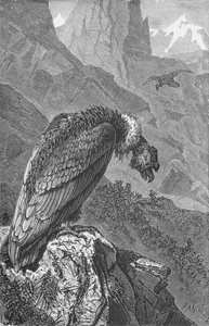 Il Condor, c1885, 1890 da Robert Taylor Pritchett