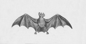 Pipistrello vampiro, c1885, 1890 da Robert Taylor Pritchett