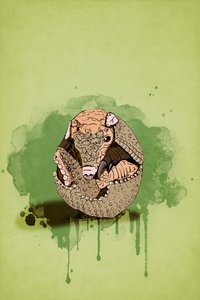 Baby Armadillo da Roberta Murray
