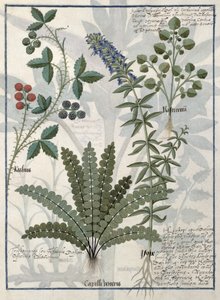 Felci, rovi e fiori, illustrazione dal Libro delle semplici medicine di Mattheaus Platearius da Robinet Testard