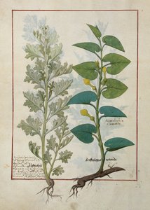 Illustrazione dal 