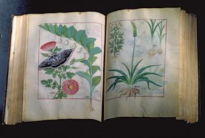 Ms Fr. Fv VI #1 Due pagine che raffigurano Rosa e Aglio, da Il Libro delle Semplici Medicine di Mattheus Platearius (m.c.1161) c.1470 da Robinet Testard