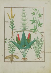 Ms Fr. Fv VI #1 fol.125r Prima fila: Mais, Equiseto e Labruscae flos. Seconda fila: Margherita, Jarus e Maggiorana, illustrazione da Il libro semplice delle medicine, di Mattheaus Platearius (m. c.1161) c.1470