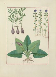Ms Fr. Fv VI #1 fol. Illustrazione da Il Libro delle Semplici Medicine di Mattheaus Platearius (m.c.1161) c.1470 da Robinet Testard