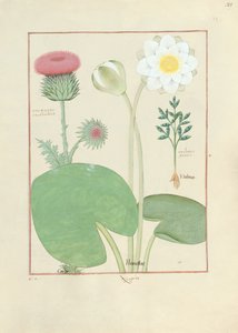 Cardo piumato, ninfea e pianta di ricino, illustrazione da Il libro delle semplici medicine, di Mattheaus Platearius da Robinet Testard