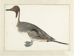 Anatra codone da Rochus van Veen