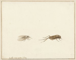Due insetti da Rochus van Veen