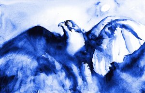 Il falco blu in volo da RodMacIver
