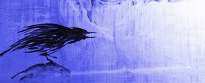 Il corvo solitario blu da RodMacIver