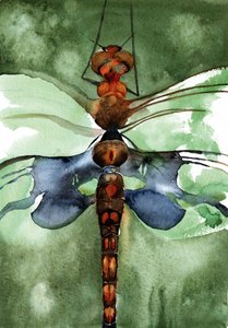 Una vivace libellula ad acquerello da RodMacIver