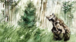 Orso della foresta selvaggia da RodMacIver