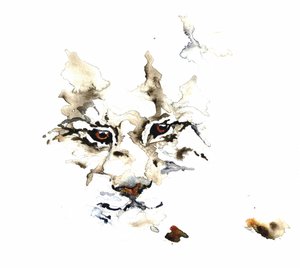 Lince selvatica ad acquerello da RodMacIver