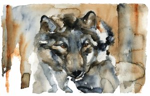 Acquerello "Lupo Selvaggio" da RodMacIver