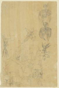 Studi di fiori e donne che fanno il bagno
